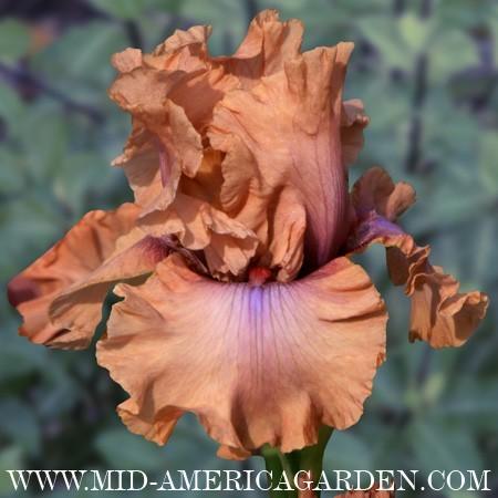 Photo of Tall Bearded Iris (Iris 'I Must Have It') uploaded by Calif_Sue