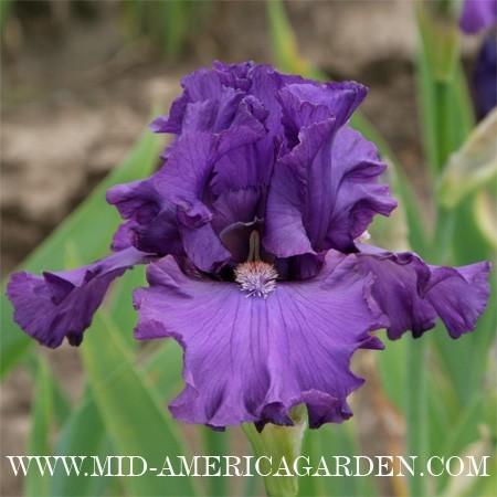 Photo of Tall Bearded Iris (Iris 'Formal Event') uploaded by Calif_Sue