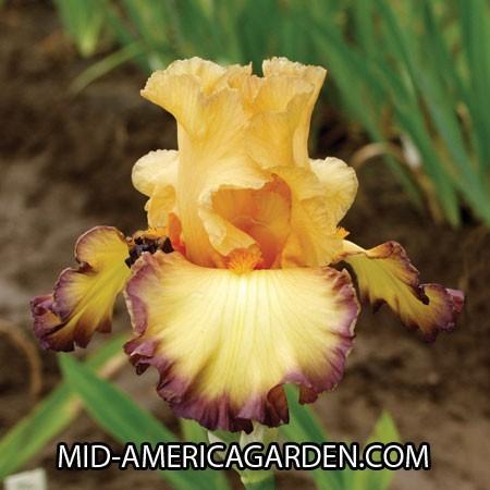 Photo of Tall Bearded Iris (Iris 'Glimmer of Hope') uploaded by Calif_Sue