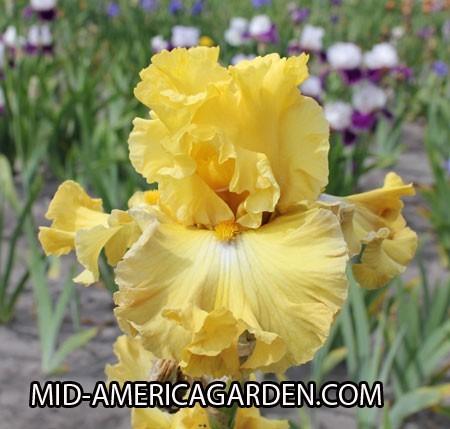 Photo of Tall Bearded Iris (Iris 'Frilled to Bits') uploaded by Calif_Sue