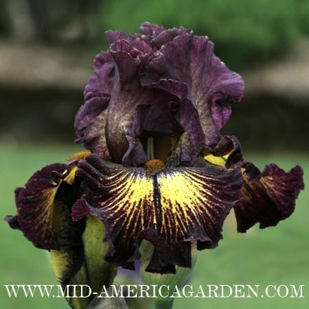 Photo of Tall Bearded Iris (Iris 'High Octane') uploaded by Calif_Sue