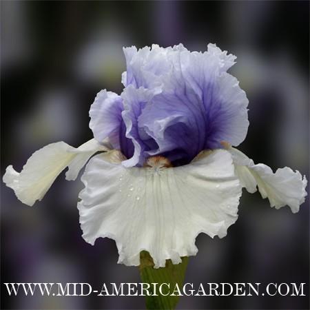 Photo of Tall Bearded Iris (Iris 'Frontline') uploaded by Calif_Sue