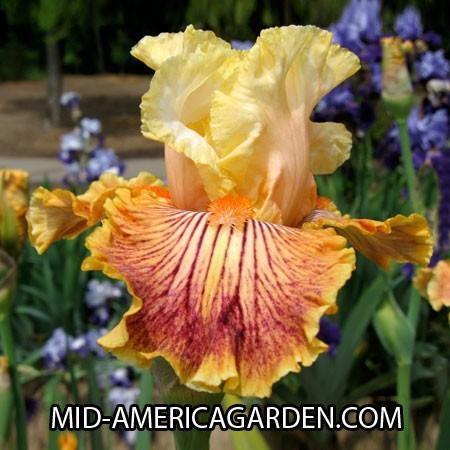 Photo of Tall Bearded Iris (Iris 'Girl Gone Wild') uploaded by Calif_Sue