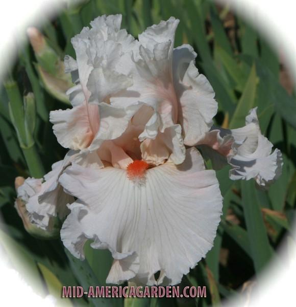 Photo of Tall Bearded Iris (Iris 'Hopeless Romantic') uploaded by Calif_Sue