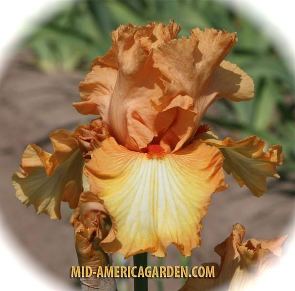 Photo of Tall Bearded Iris (Iris 'Great Balls of Fire') uploaded by Calif_Sue