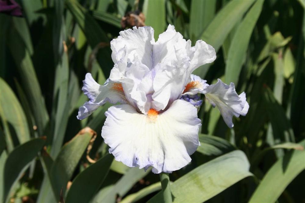 Photo of Tall Bearded Iris (Iris 'Waterline') uploaded by KentPfeiffer