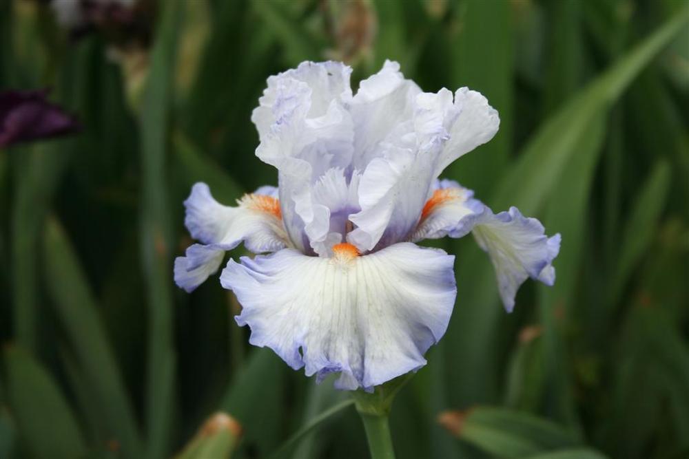 Photo of Tall Bearded Iris (Iris 'Waterline') uploaded by KentPfeiffer