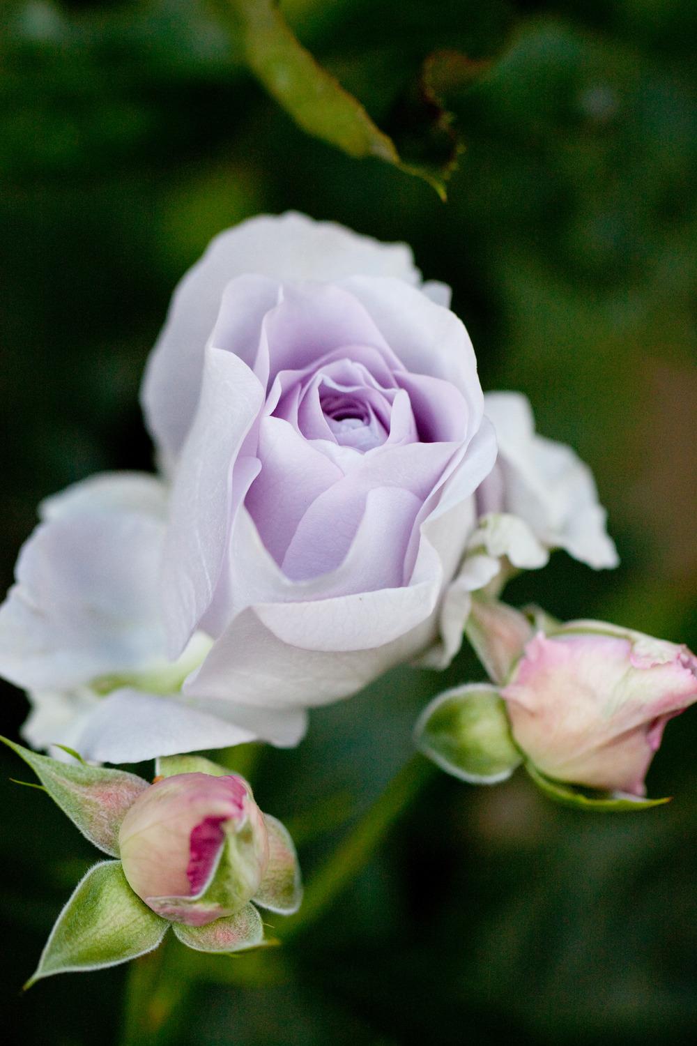 Photo of Rose (Rosa 'Blue Bajou') uploaded by admin