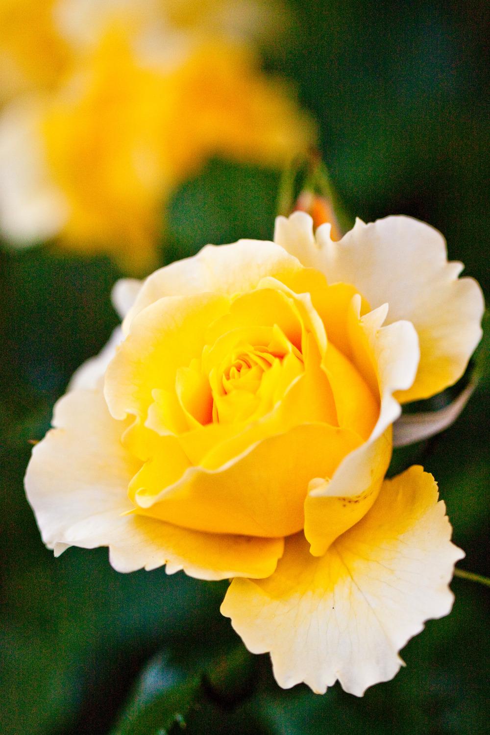 Photo of Rose (Rosa 'Gold Badge, Cl.') uploaded by admin