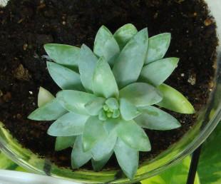 Photo of Super Burro's Tail (XSedeveria 'Harry Butterfield') uploaded by indoorplants