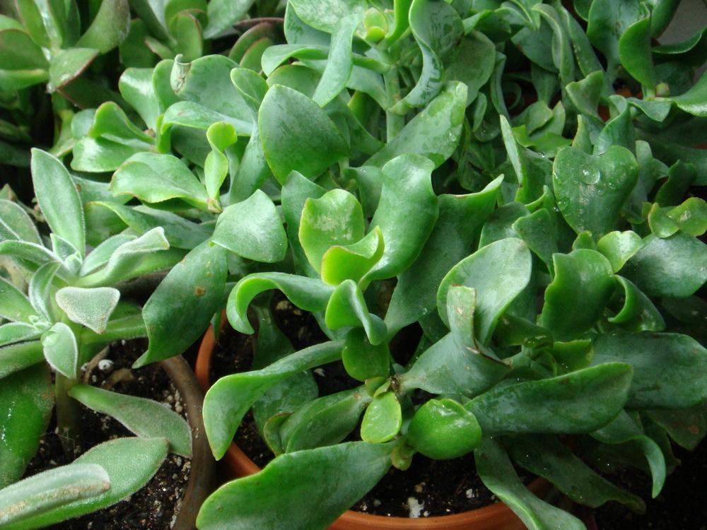 Photo of Jade Plant (Crassula ovata) uploaded by indoorplants
