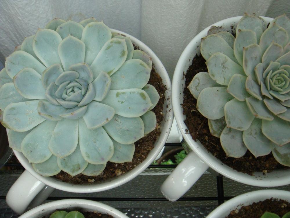 Photo of Mexican Snowball (Echeveria elegans) uploaded by indoorplants