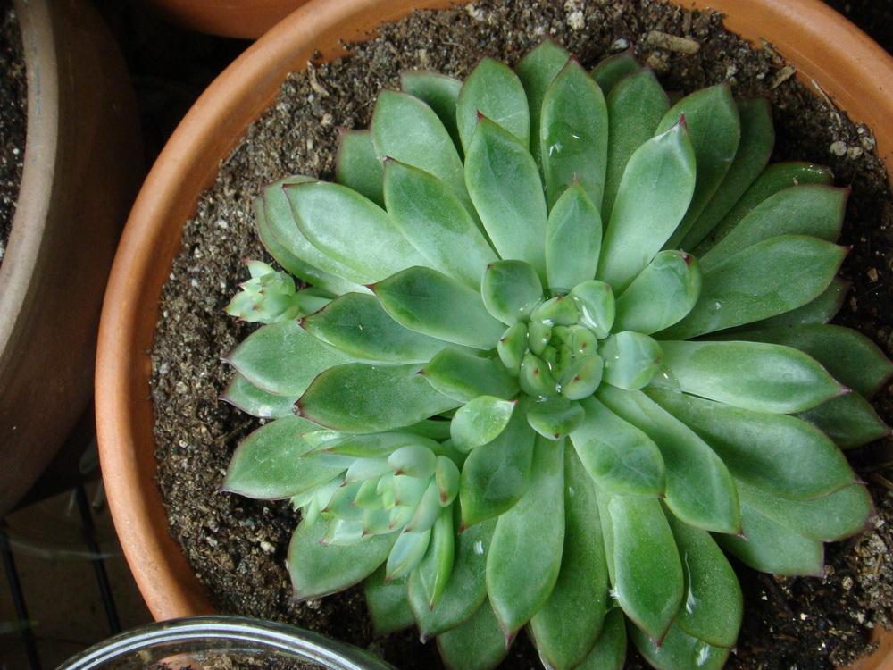 Photo of Echeveria (Echeveria pulidonis) uploaded by indoorplants