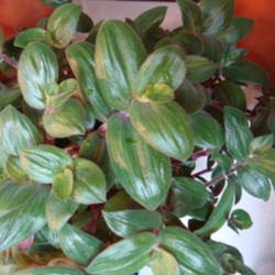 Uploaded by indoorplants