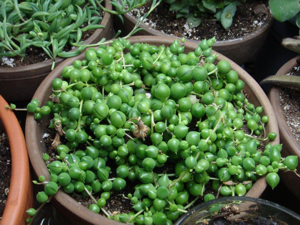 Photo of String of Pearls (Curio rowleyanus) uploaded by indoorplants