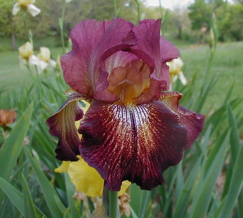 Photo of Tall Bearded Iris (Iris 'Paprika Fono's') uploaded by needrain