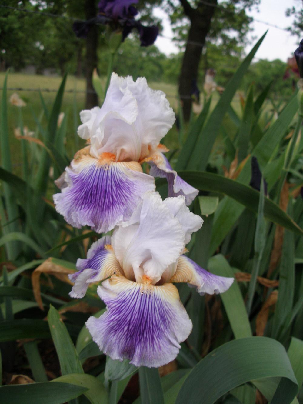 Photo of Tall Bearded Iris (Iris 'Puccini') uploaded by needrain
