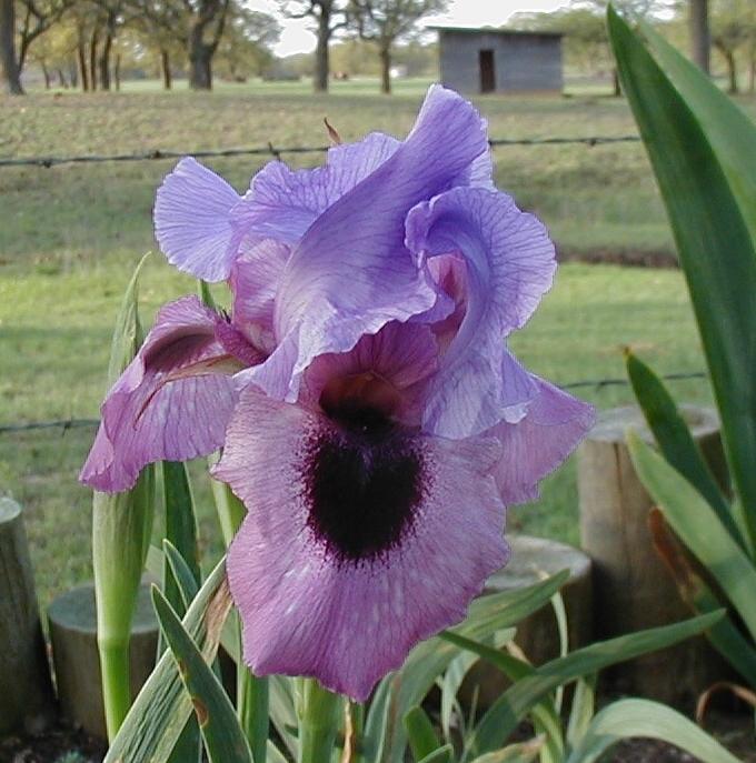 Photo of Arilbred Iris (Iris 'Persian Padishah') uploaded by needrain