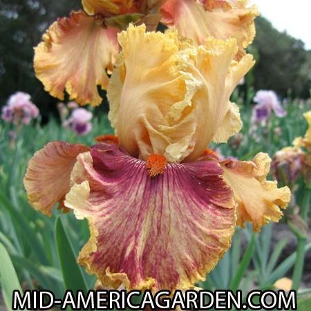 Photo of Tall Bearded Iris (Iris 'Italian Master') uploaded by Calif_Sue