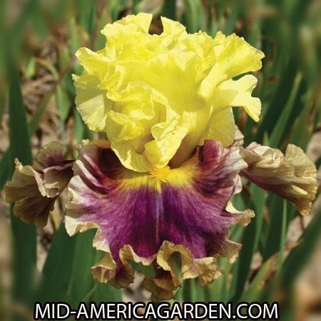 Photo of Tall Bearded Iris (Iris 'In the News') uploaded by Calif_Sue