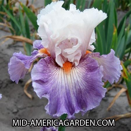 Photo of Tall Bearded Iris (Iris 'Limerence') uploaded by Calif_Sue