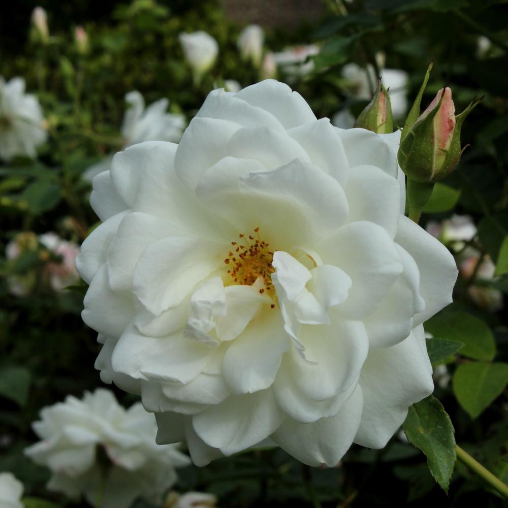 Photo of Rose (Rosa 'Iceberg') uploaded by admin