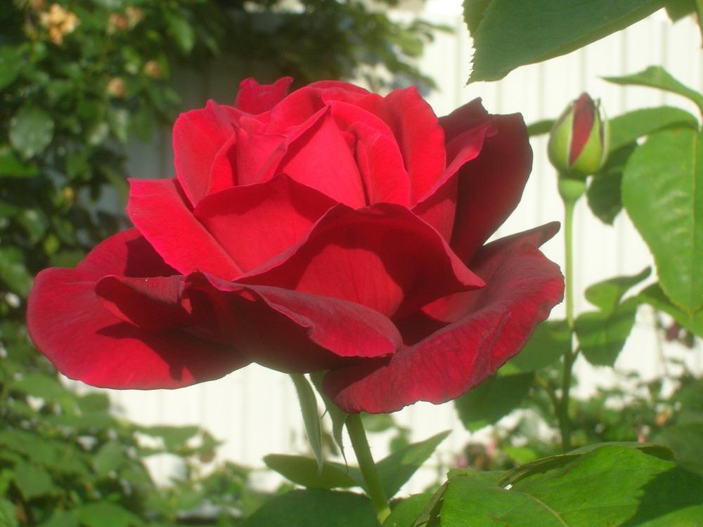 Photo of Rose (Rosa 'Chrysler Imperial') uploaded by admin
