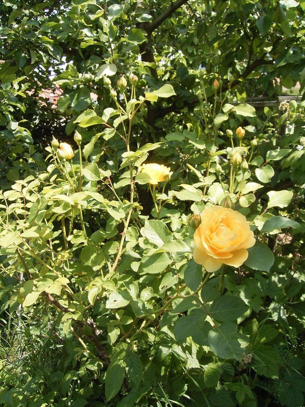 Photo of Rose (Rosa 'Graham Thomas') uploaded by admin