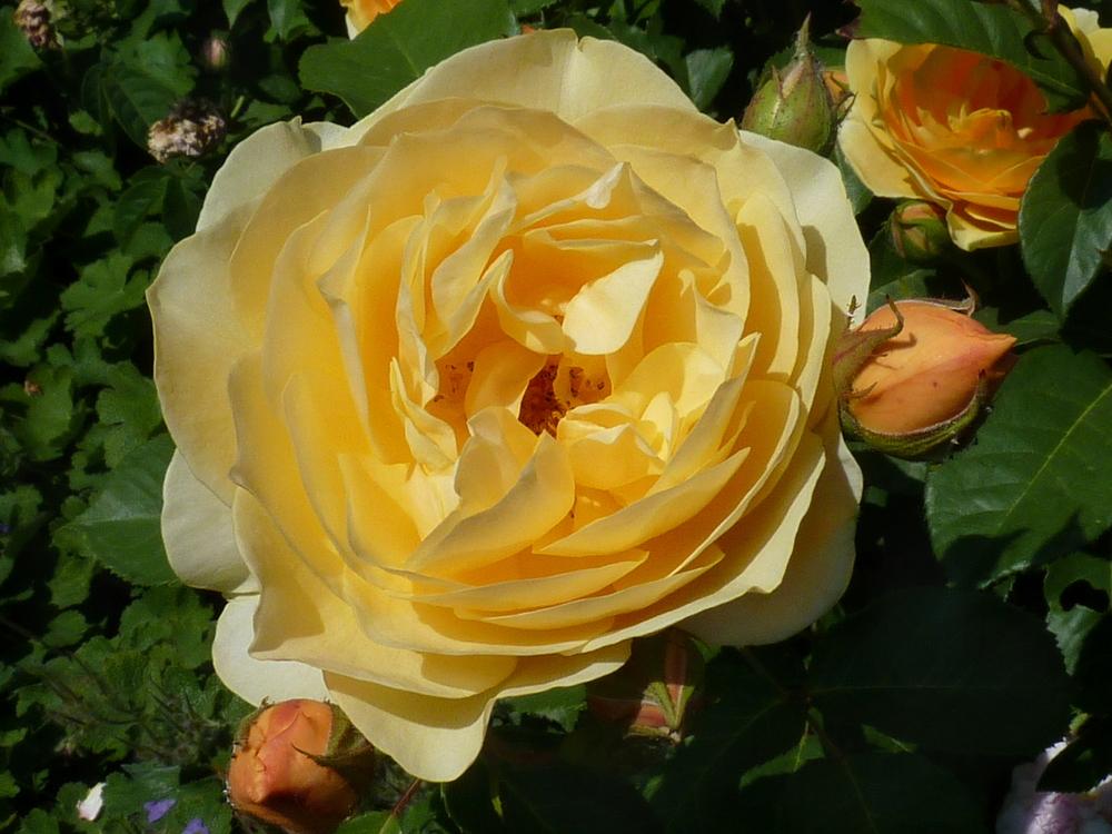 Photo of Rose (Rosa 'Graham Thomas') uploaded by admin