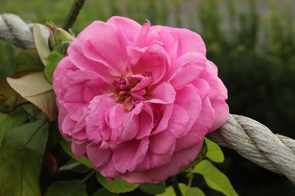 Photo of Rose (Rosa 'Gertrude Jekyll') uploaded by admin