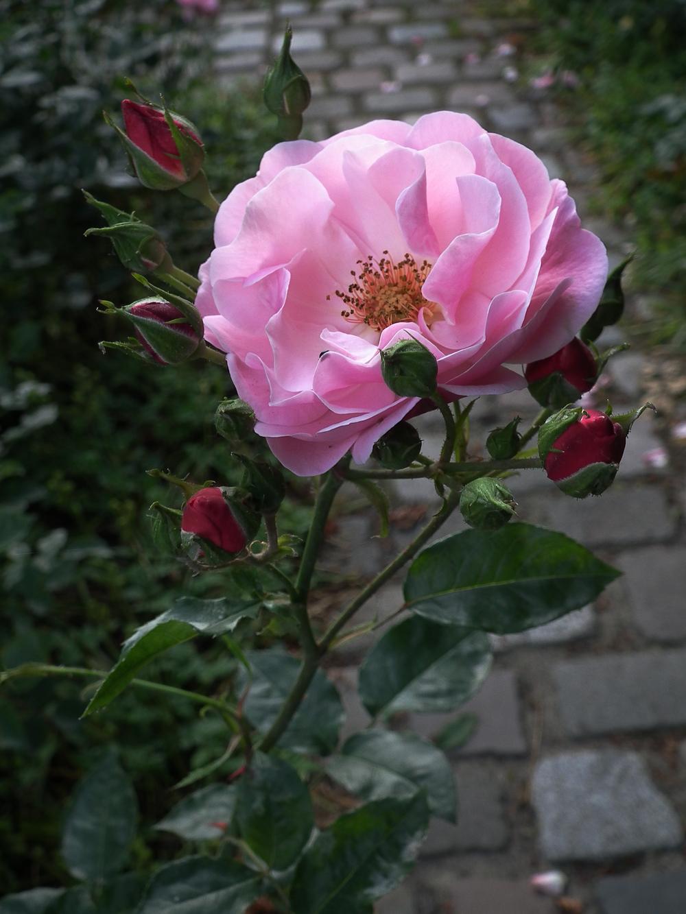 Photo of Rose (Rosa 'Marchenland') uploaded by admin