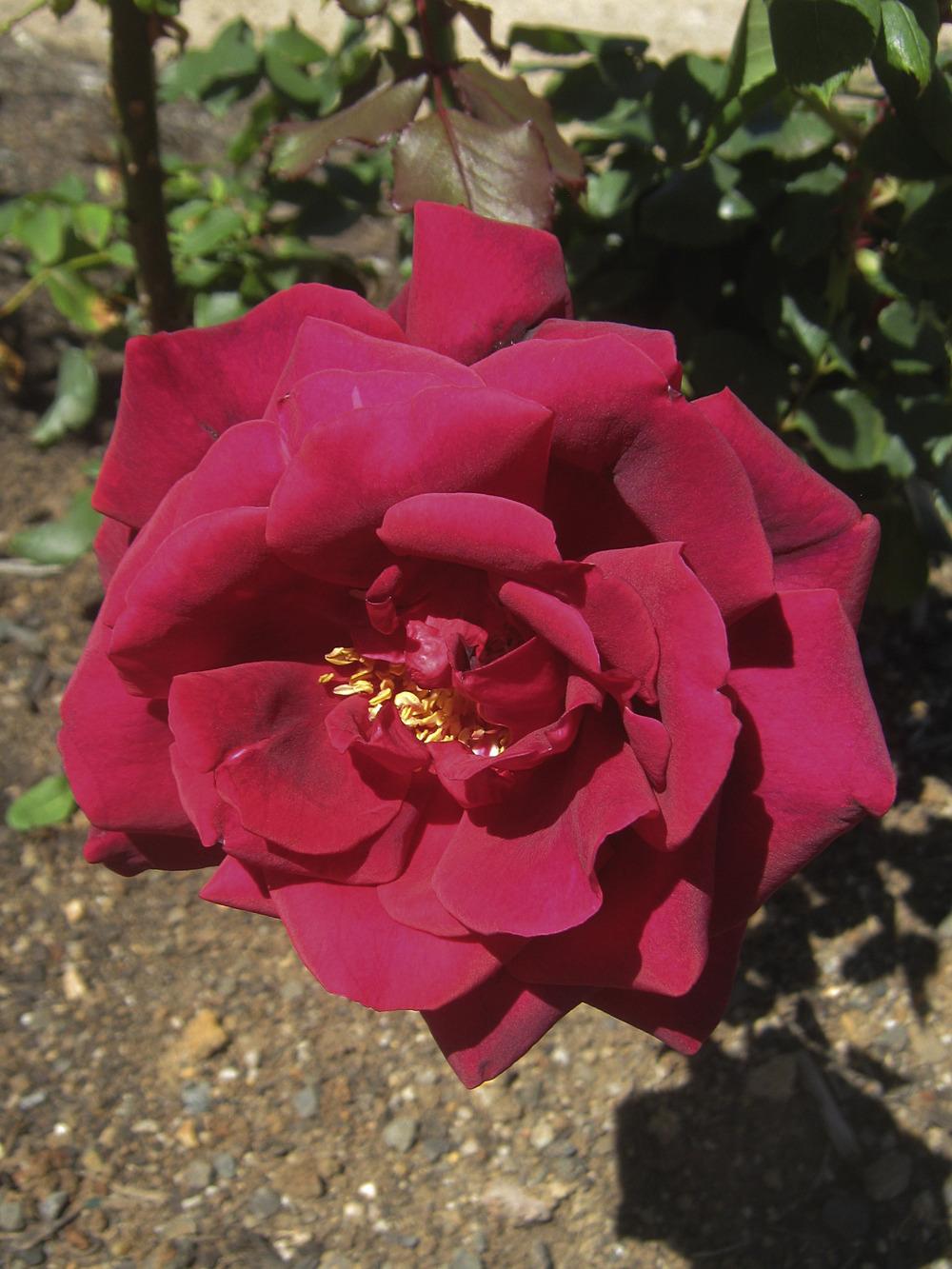 Photo of Rose (Rosa 'Crimson Glory') uploaded by admin