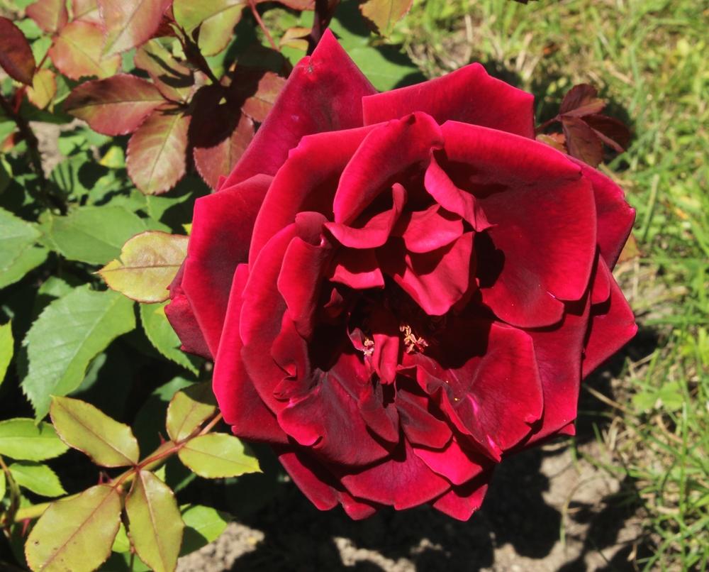 Photo of Rose (Rosa 'Crimson Glory') uploaded by admin