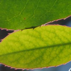 Location: Savannah, Georgia, USA
Date: 2015-01-28
Possible chlorosis/iron deficiency in Prunus caroliniana leaf.