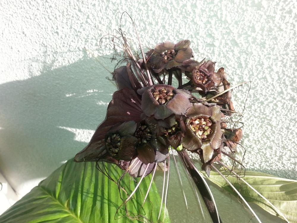 Photo of Bat Flower (Tacca chantrieri) uploaded by karmatree
