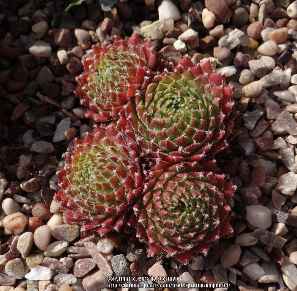 Photo of Hen and Chicks (Sempervivum 'Gamma') uploaded by kniphofia