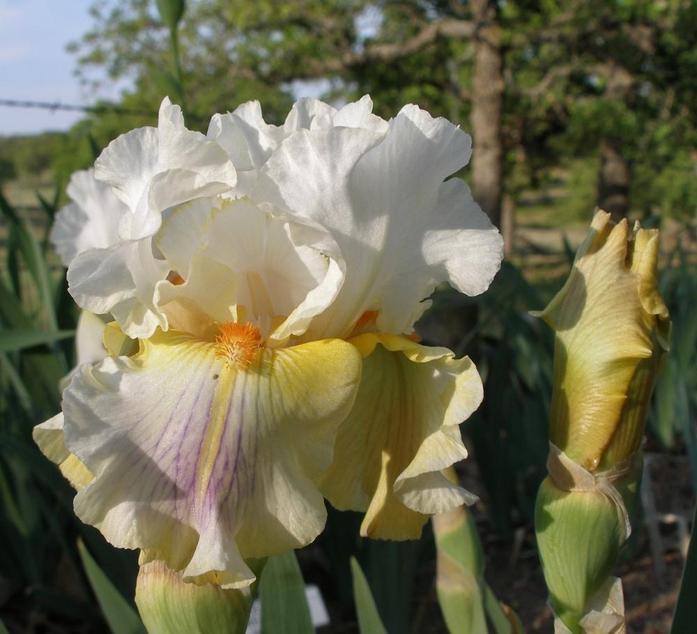 Photo of Tall Bearded Iris (Iris 'Quandary') uploaded by needrain