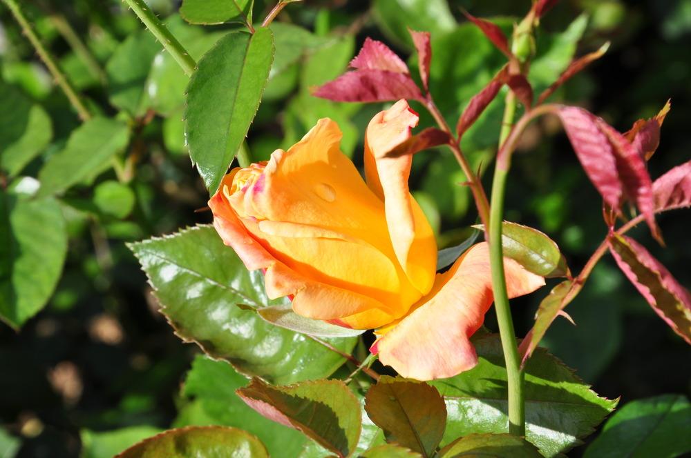 Photo of Rose (Rosa 'Sutter's Gold') uploaded by admin