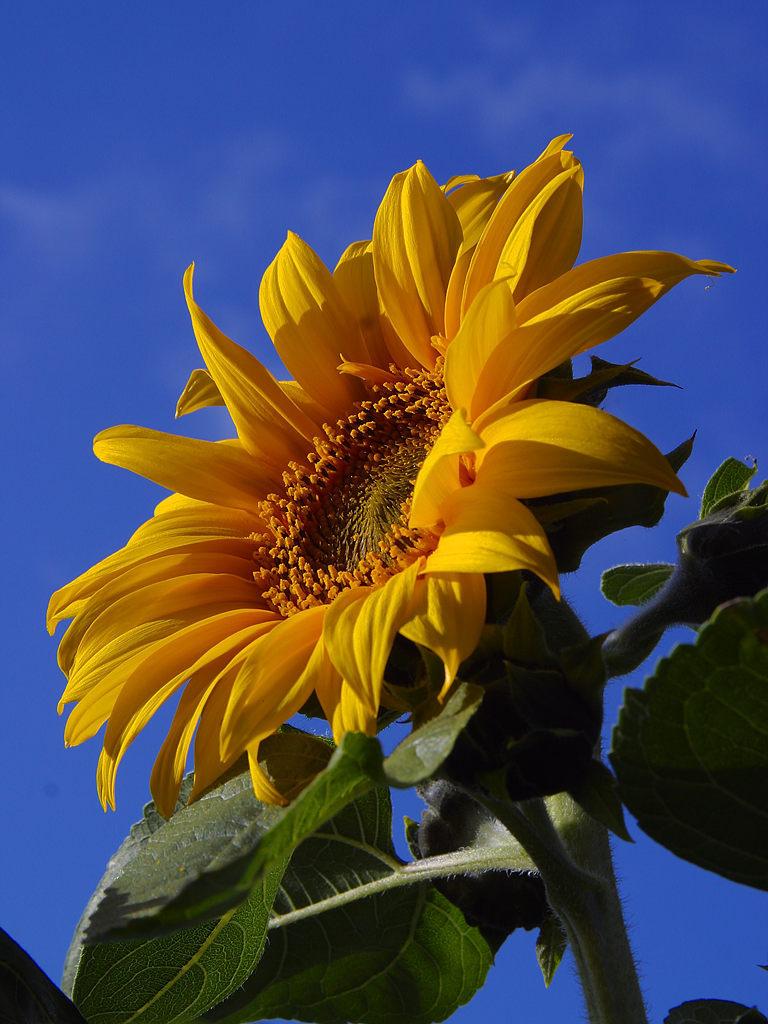 Photo of Sunflowers (Helianthus annuus) uploaded by admin