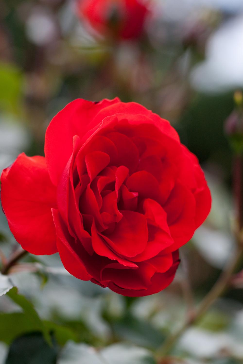 Photo of Rose (Rosa 'Trumpeter') uploaded by admin