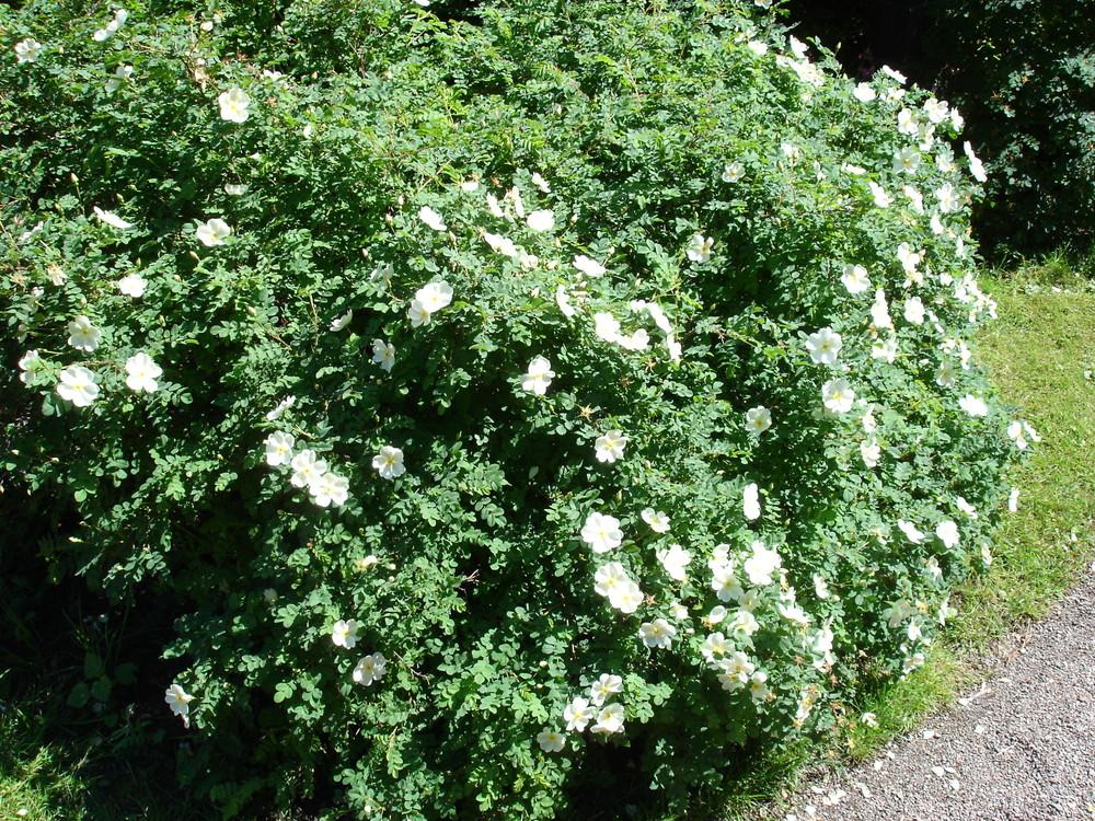 Photo of Species Rose (Rosa spinosissima) uploaded by admin