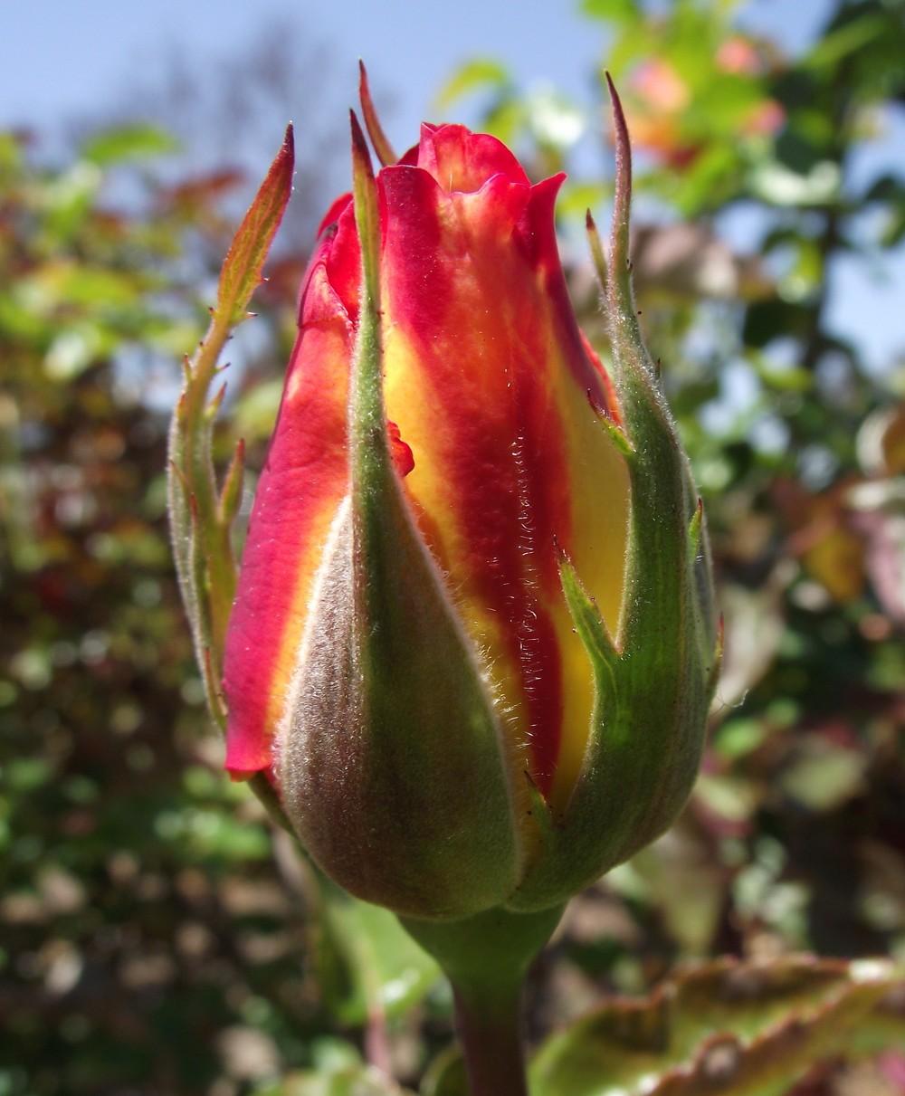 Photo of Floribunda Rose (Rosa 'Sheila's Perfume') uploaded by admin