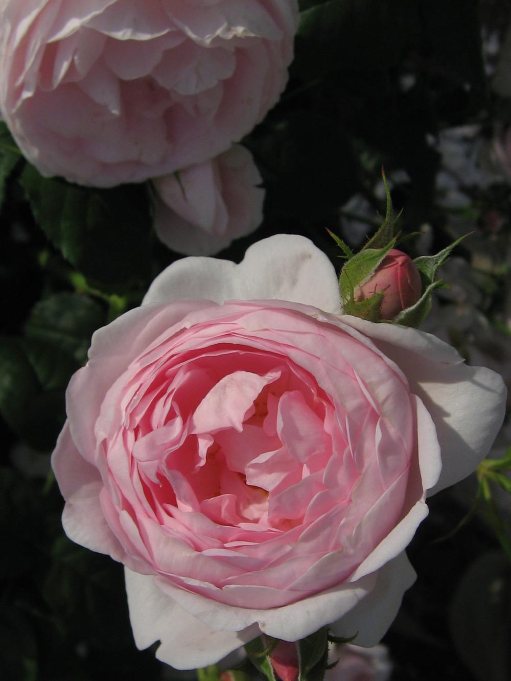 Photo of Rose (Rosa 'Scepter'd Isle') uploaded by admin