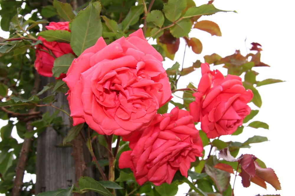 Photo of Rose (Rosa 'Lady Rose') uploaded by admin