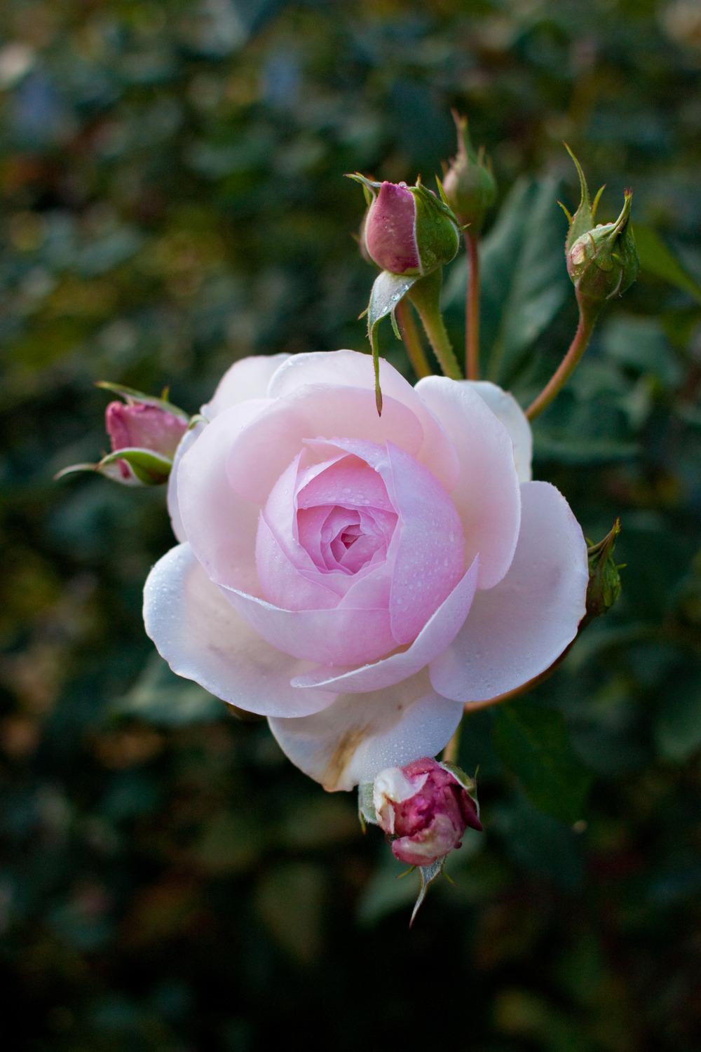 Photo of Rose (Rosa 'St. Cecilia') uploaded by admin