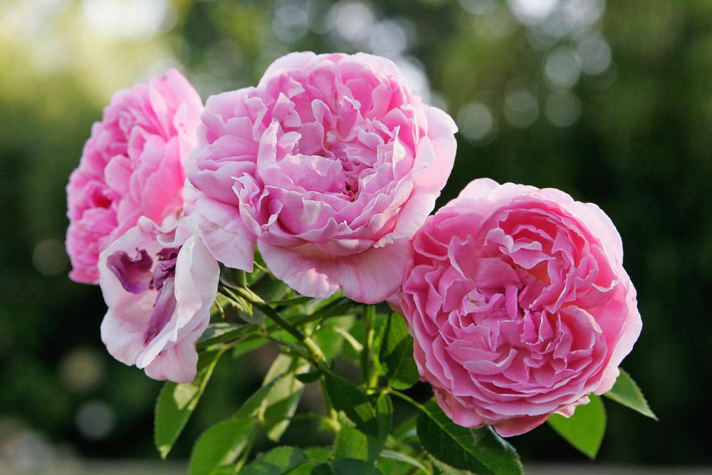 Photo of Rose (Rosa 'Mary Rose') uploaded by admin