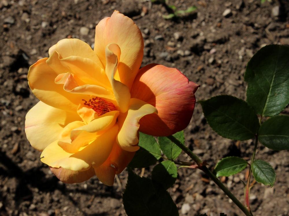 Photo of Rose (Rosa 'Sutter's Gold') uploaded by admin