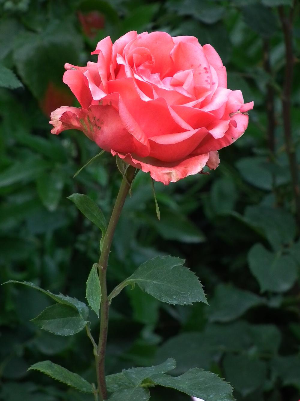 Photo of Rose (Rosa 'Tournament of Roses') uploaded by admin