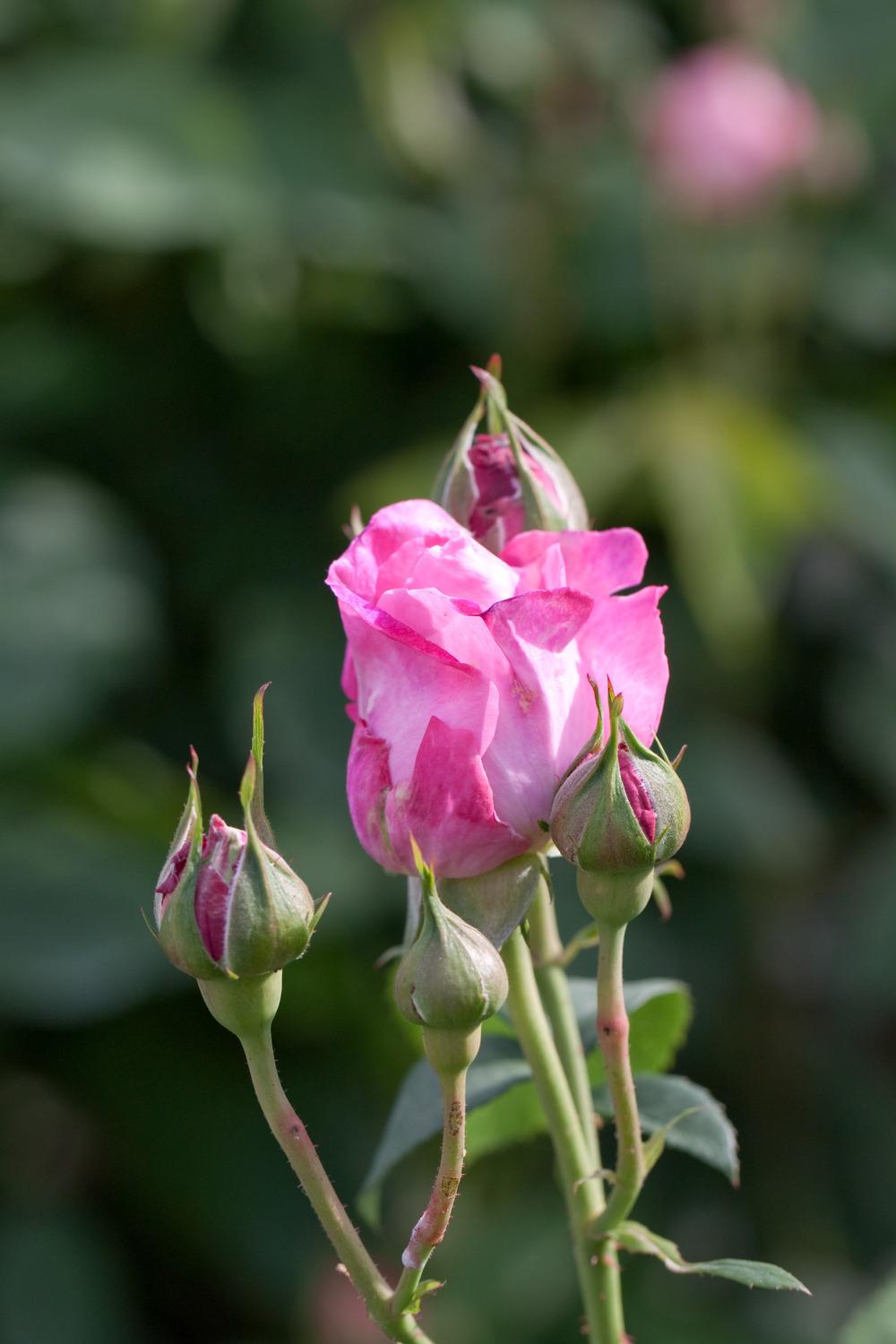 Photo of Rose (Rosa 'Mary Rose') uploaded by admin