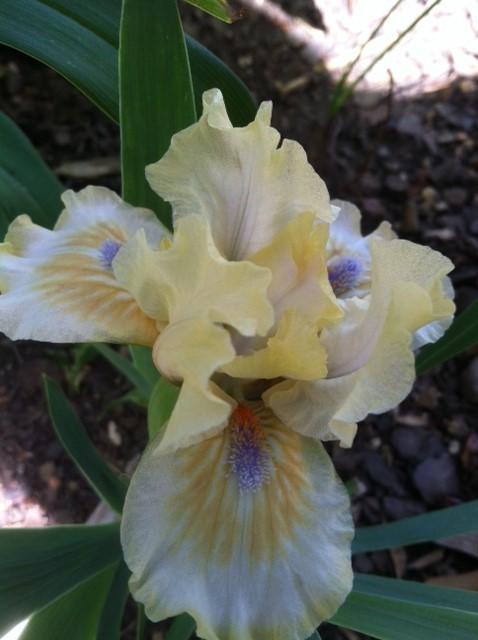 Photo of Standard Dwarf Bearded Iris (Iris 'Cachet') uploaded by grannysgarden